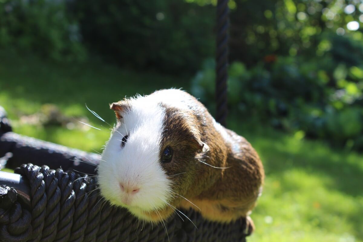 why-do-guinea-pigs-chirp