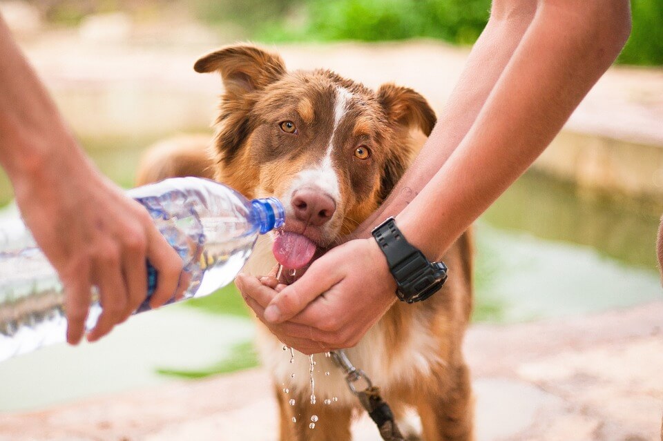 why-is-my-dog-drinking-so-much-water